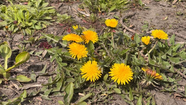 Одуванчики. Цветы. Весна.