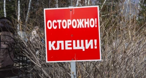 Осторожно, клещи! 