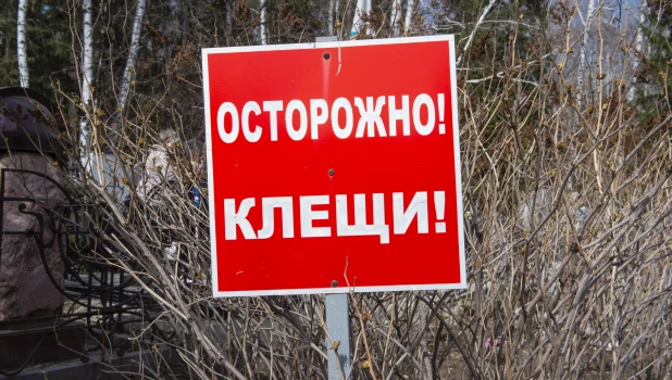 Осторожно, клещи! 