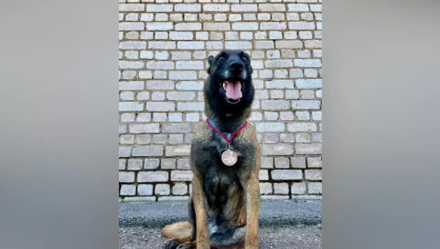 Полицейская овчарка ищет новый дом на Алтае.