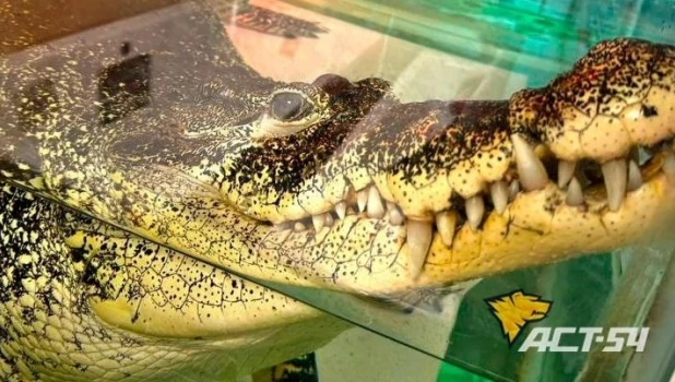 Крокодил Кузя из Новосибирска.