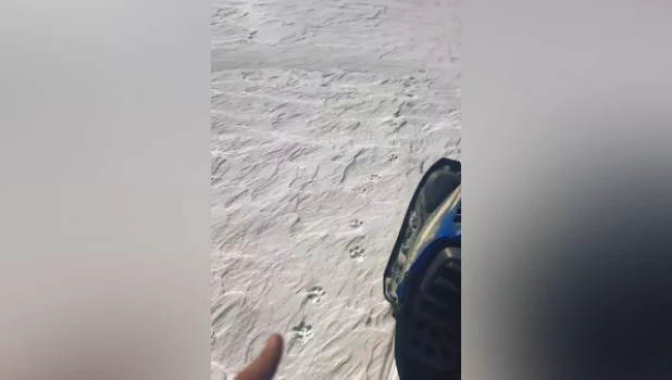 Следы ирбиса на Алтае.