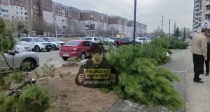 Неизвестные срезали сосны у ЖК в Барнауле.