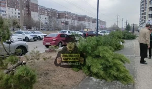 Неизвестные срезали сосны у ЖК в Барнауле.