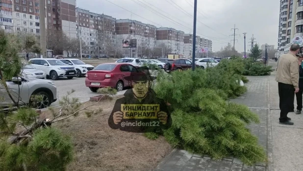 Неизвестные срезали сосны у ЖК в Барнауле.