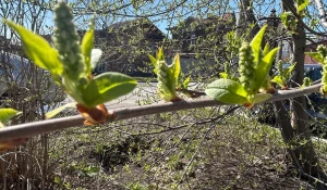 Черемуха в конце апреля. 