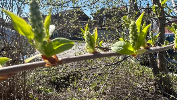 Черемуха в конце апреля. 