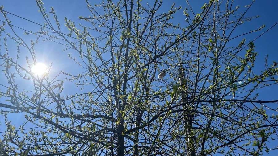 Черемуха в конце апреля. 