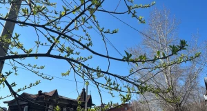 Черемуха в конце апреля. 