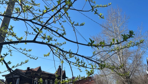 Черемуха в конце апреля. 