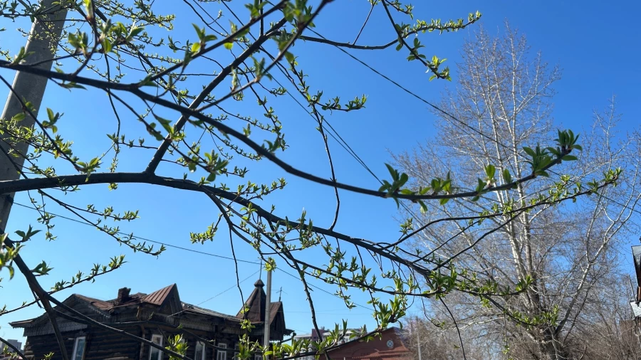 Черемуха в конце апреля. 