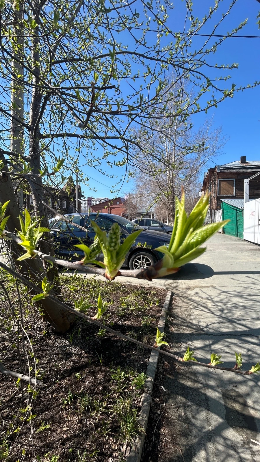 Черемуха в конце апреля. 