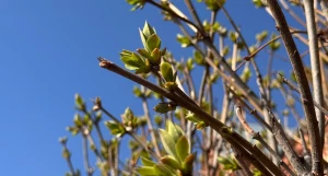 Сирень в конце апреля. 