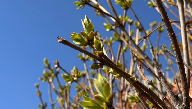 Сирень в конце апреля. 