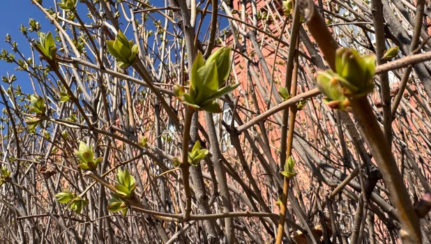 Сирень в конце апреля. 