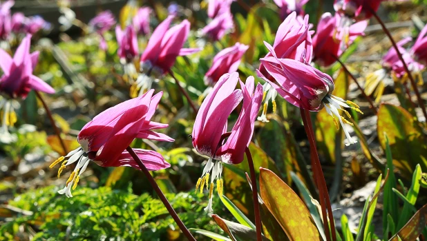 Массовое цветение кандыка сибирского на Алтае.