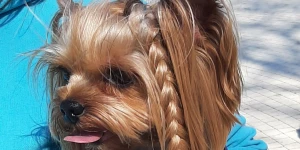 Встреча с ветеринарами и грумерами в парке «Изумрудный».