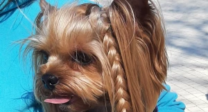 Встреча с ветеринарами и грумерами в парке «Изумрудный».