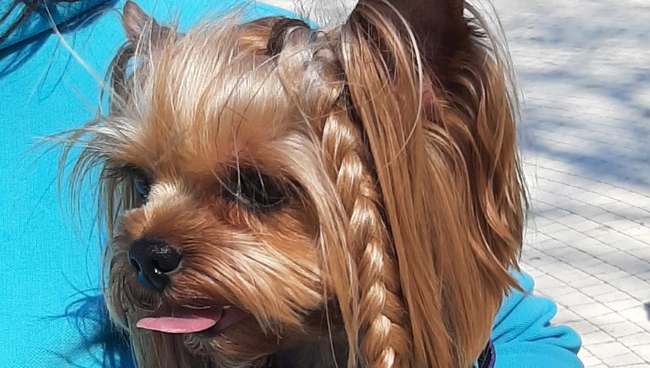 Встреча с ветеринарами и грумерами в парке «Изумрудный».