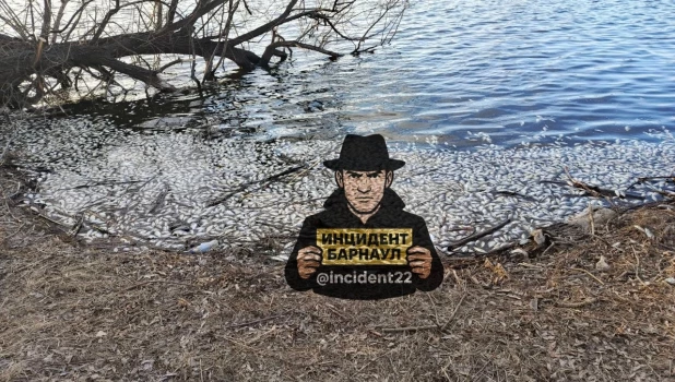 Массовая гибель рыбы в Завьялово. 