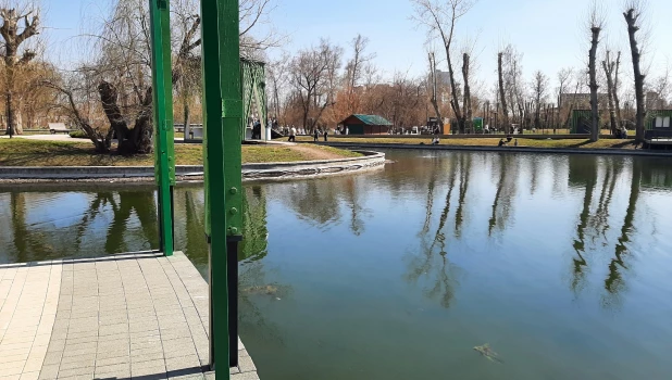 Пруд в парке «Изумрудный» в апреле, 2026 год.