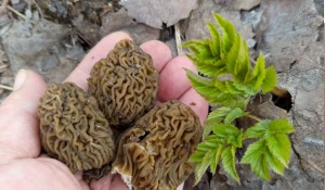 Сморчковая шапочка.