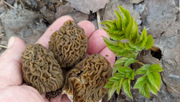 Сморчковая шапочка.