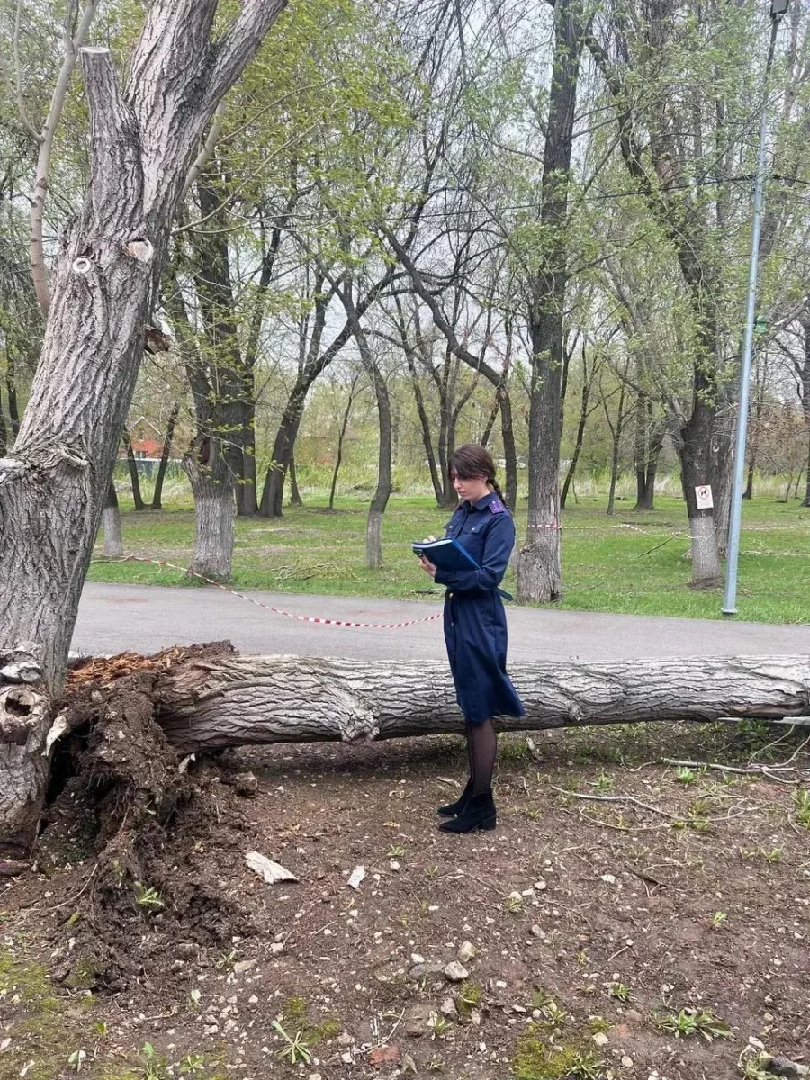 Упавшее дерево убило девочку в Самаре