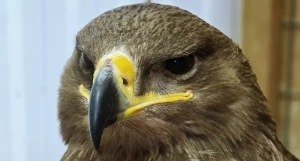 Редкий степной орел. 