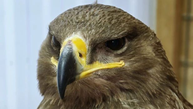 Редкий степной орел. 