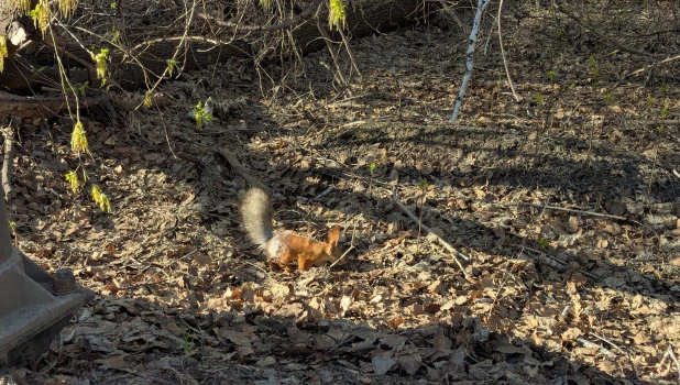 Парк Юбилейный 28 апреля.