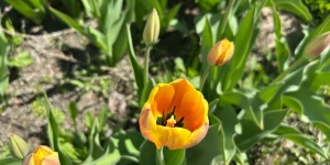 Тюльпаны. Весенние цветы в Барнауле.