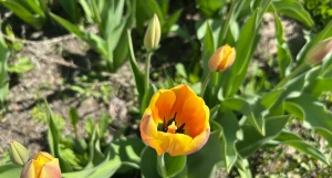 Тюльпаны. Весенние цветы в Барнауле.