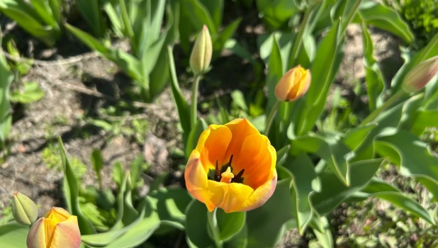 Тюльпаны. Весенние цветы в Барнауле.