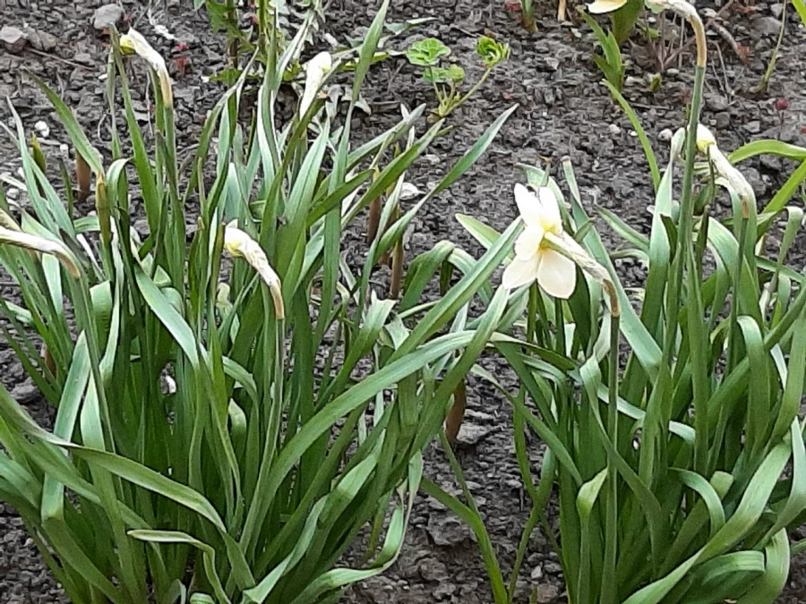 Крокусы. Весенние цветы.