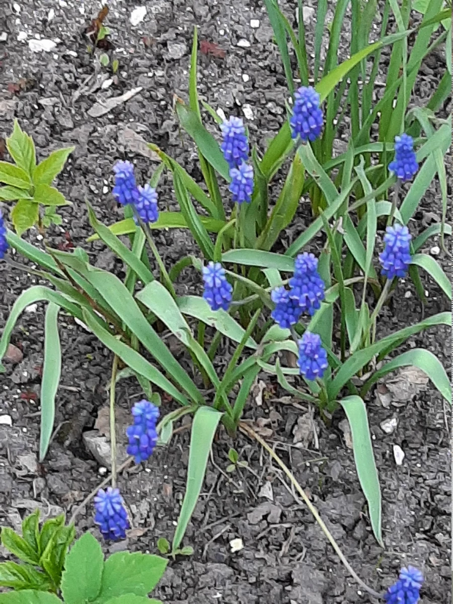 Гиацинты. Весенние цветы.