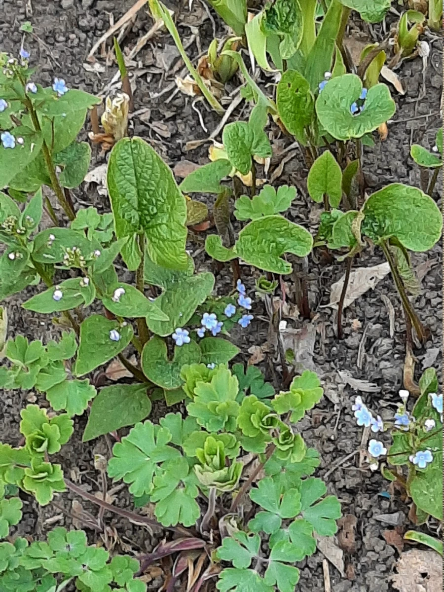 Незабудки. Весенние цветы.