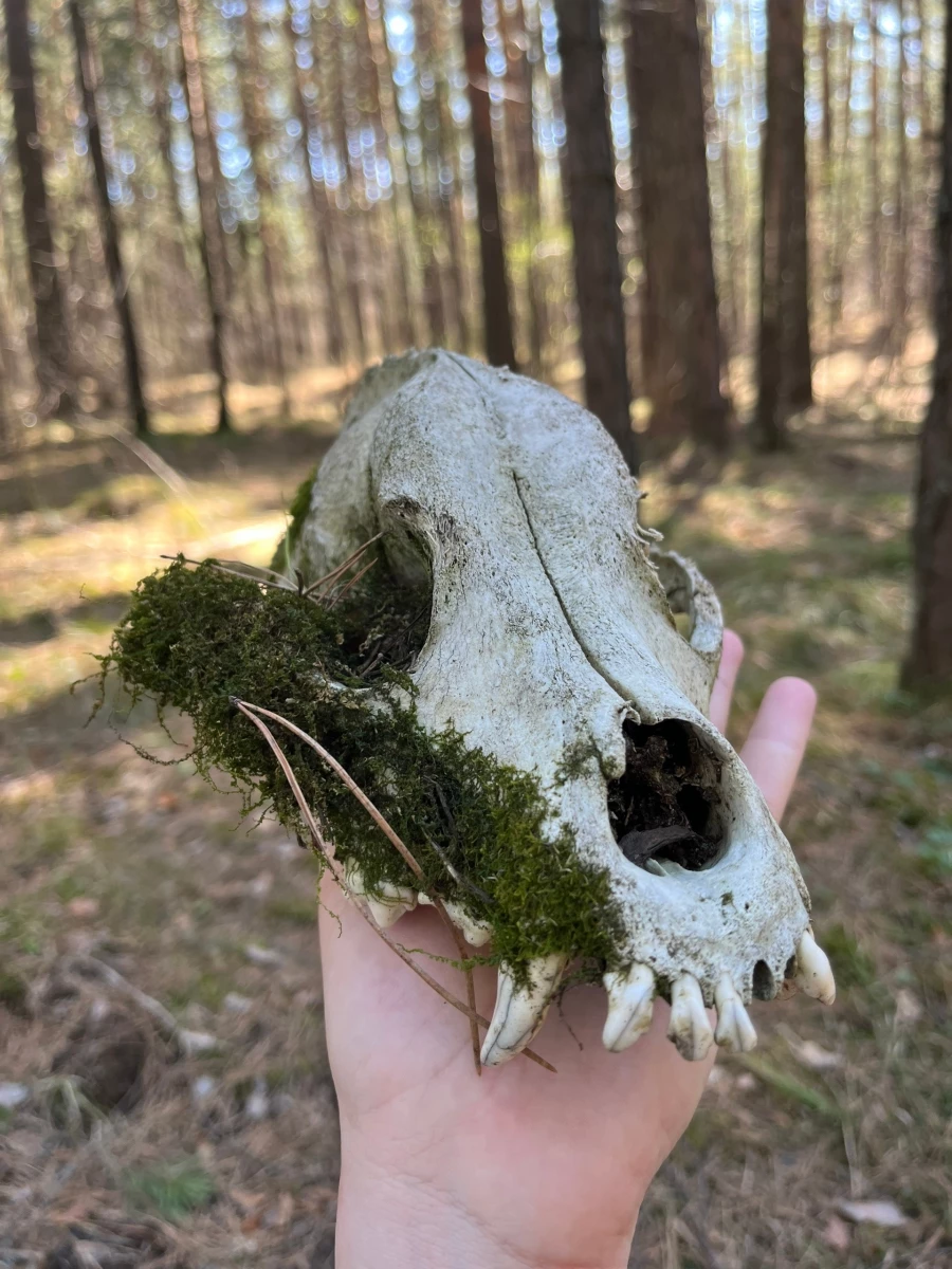 Грибы в конце апреля в Алтайском крае.