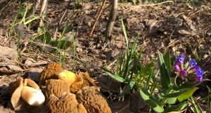 Грибы в конце апреля в Алтайском крае.