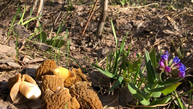 Грибы в конце апреля в Алтайском крае.