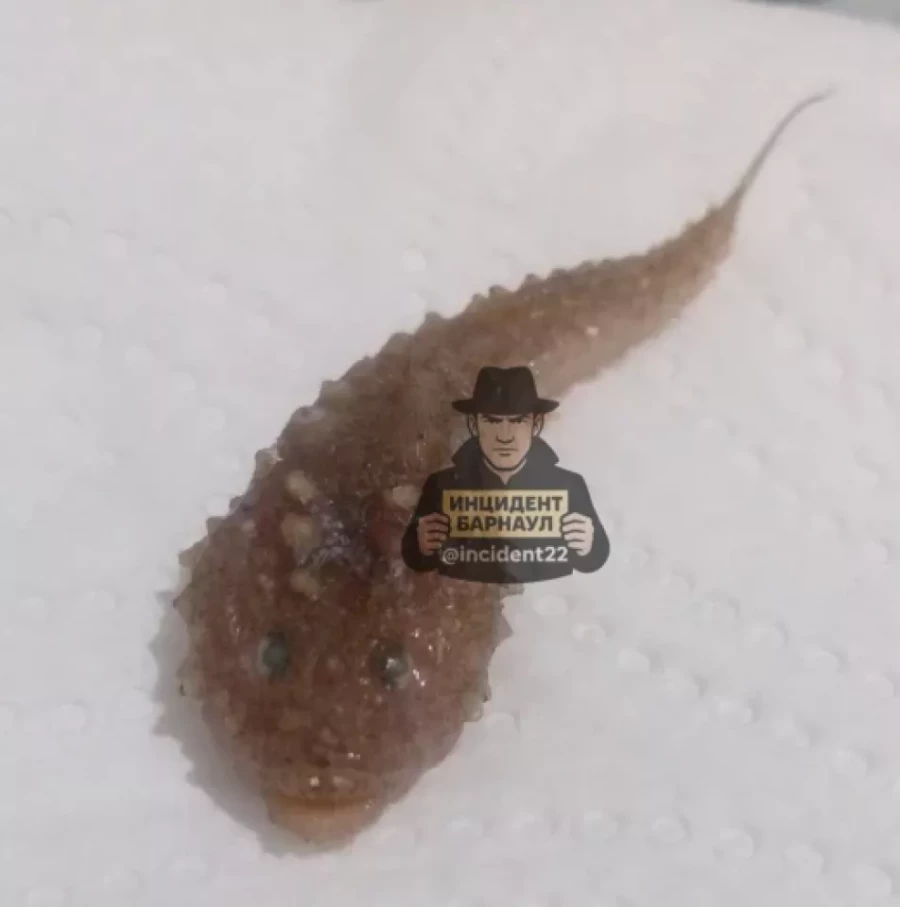 Странное существо из кильки.