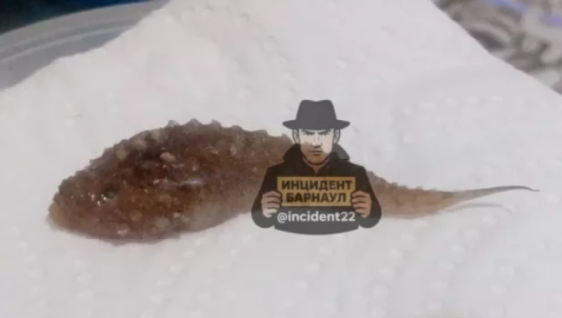 Странное существо из кильки.