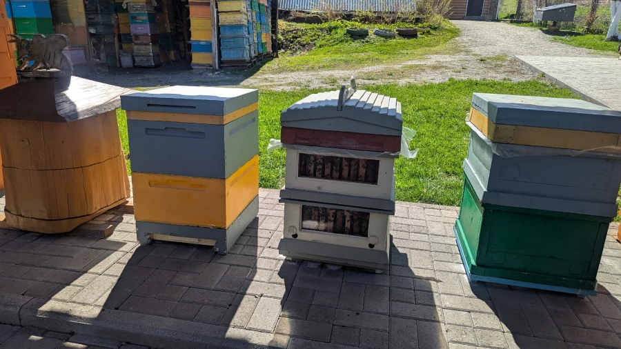 На Алтае приглашают погладить пчел, поспать на них и попробовать мед.