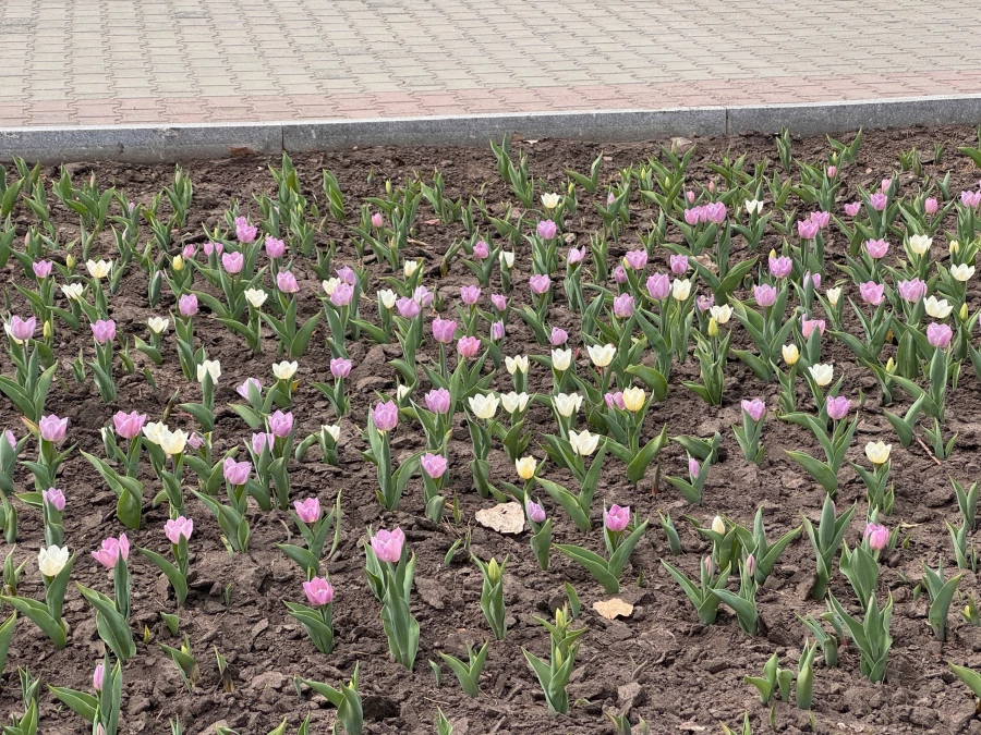 В центре Барнаула запустили фонтан.