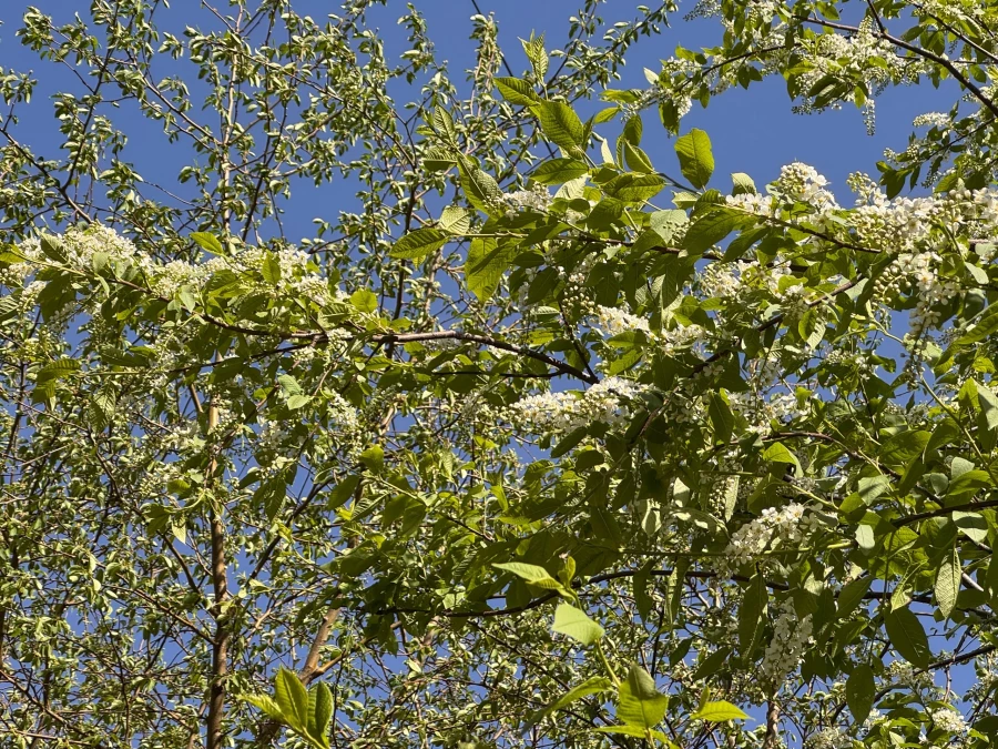 В Алтайском крае расцветают деревья и кустарники