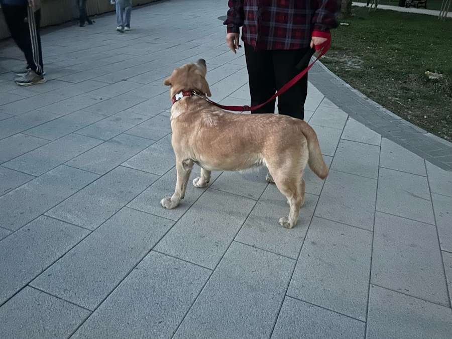 Собаки в парке «Изумрудный».