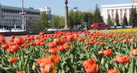 Тюльпаны в Барнауле.