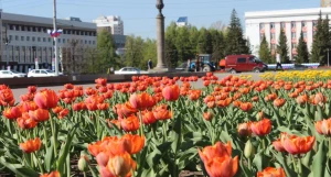 Тюльпаны в Барнауле.