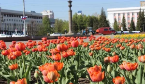 Тюльпаны в Барнауле.