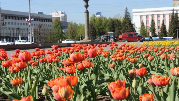 Тюльпаны в Барнауле.